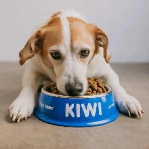 eating own dog food 300x300 eating own dog food 300x300